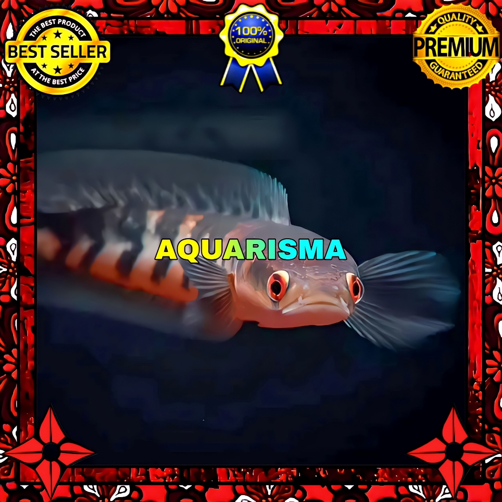 KEBUTUHAN AKUARIUM - SNAKEHEAD CHANNA GABUS MARU RED BARITO XHANTIC 7-8 CM
