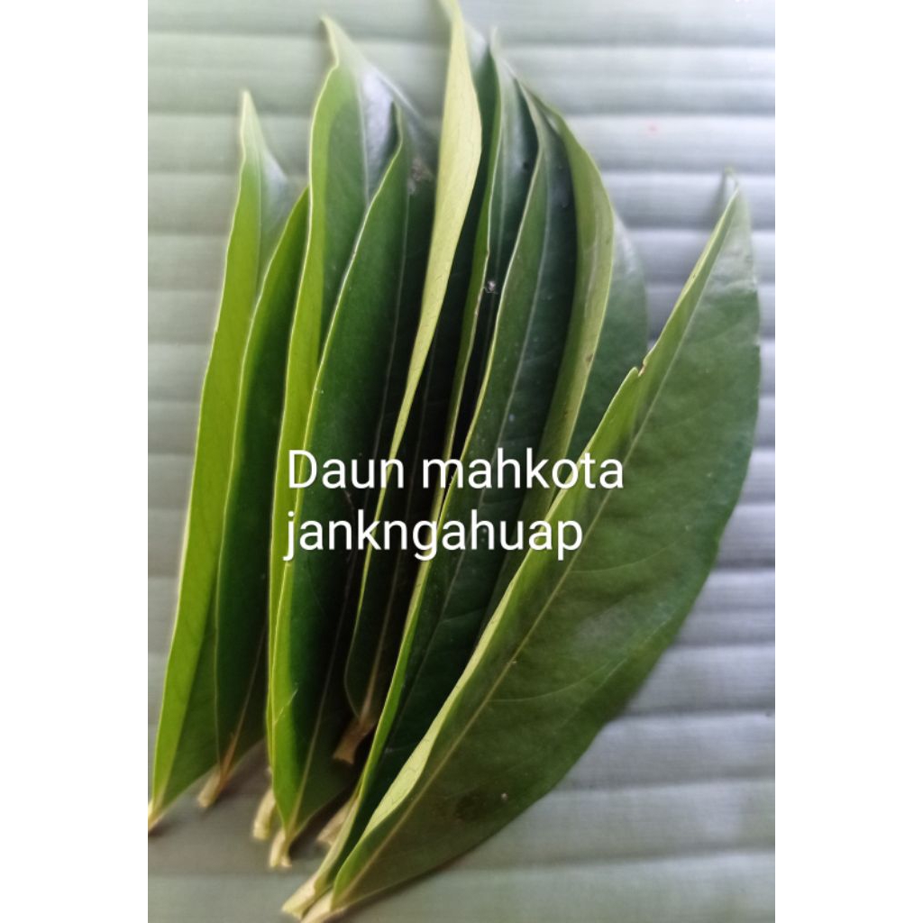 

Daun mahkota dewa 50 lembar pres