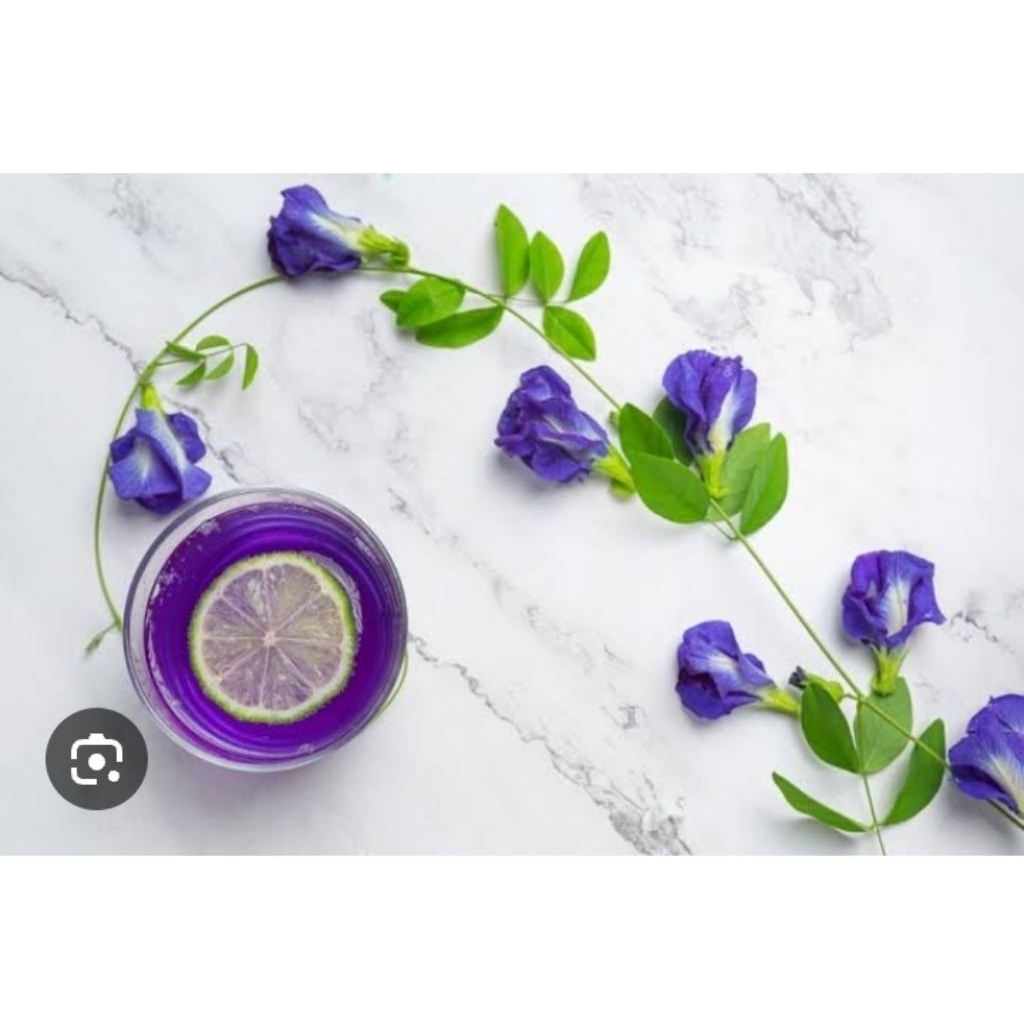 

LIANG CHA - Bungatelang biru 25g reffil