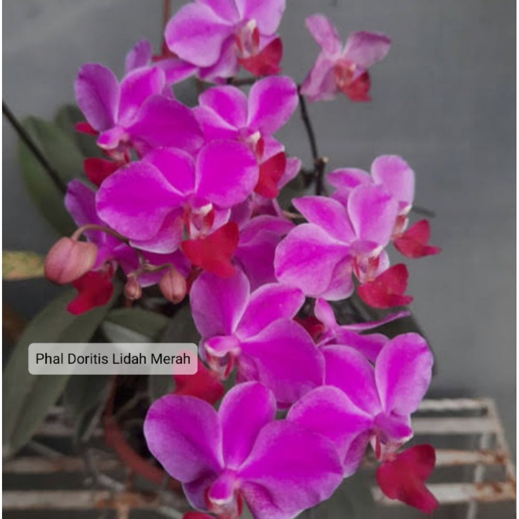 Anggrek Doritis Merah