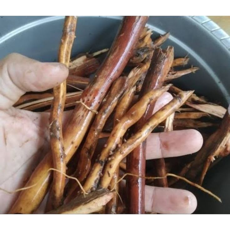 

AKAR PINANG MUDA 1KG OBAT HERBAL