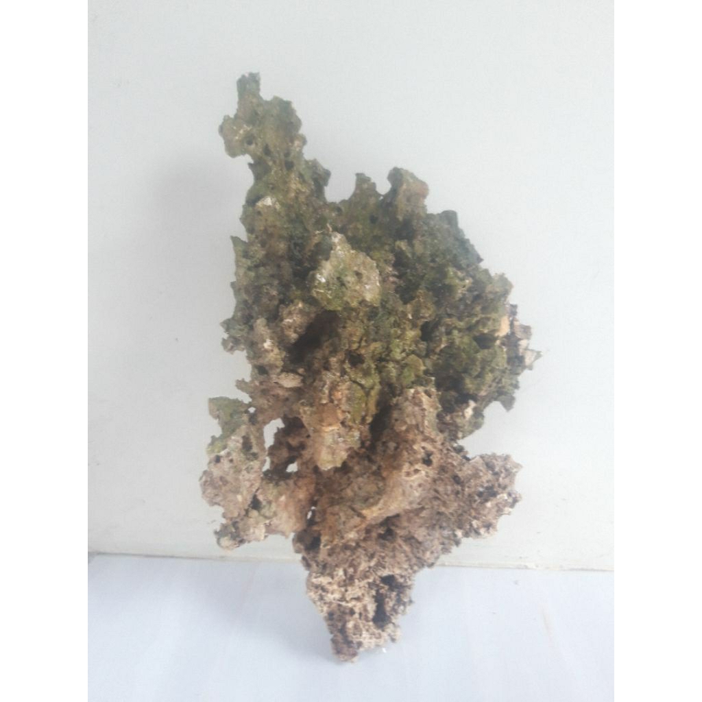 Batu karang untuk bonsai