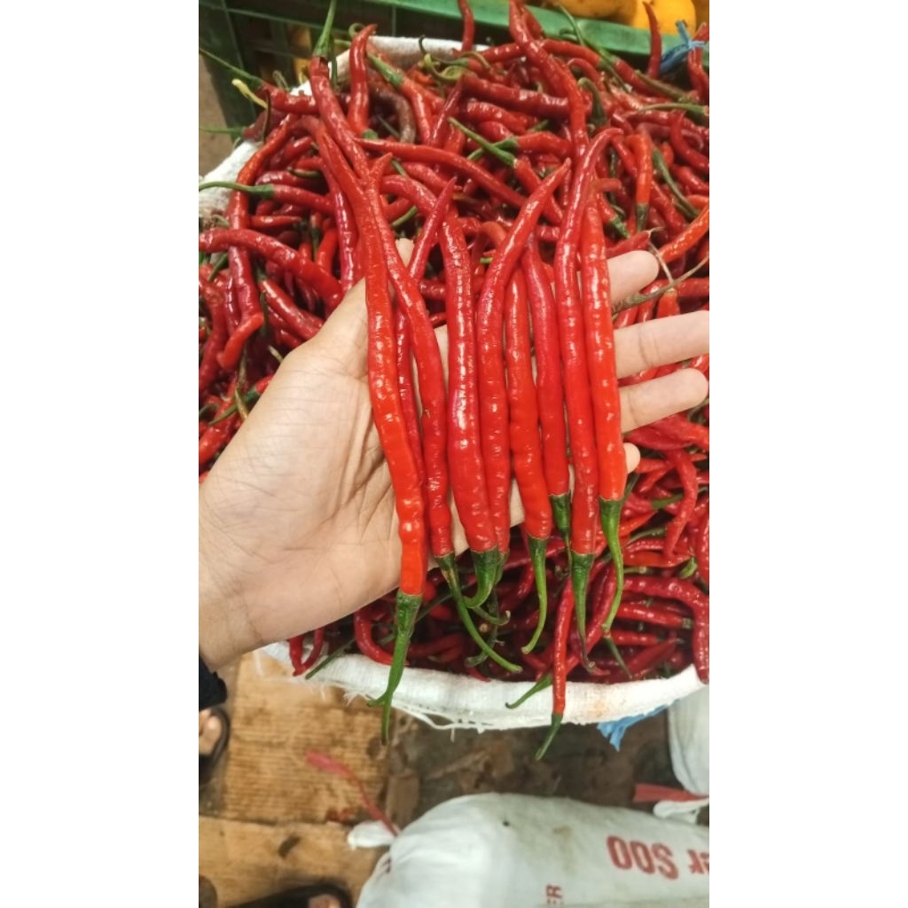 

cabe keriting