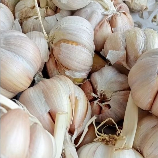 

PROMO 1KG BAWANG PUTIH SINCO HARUM