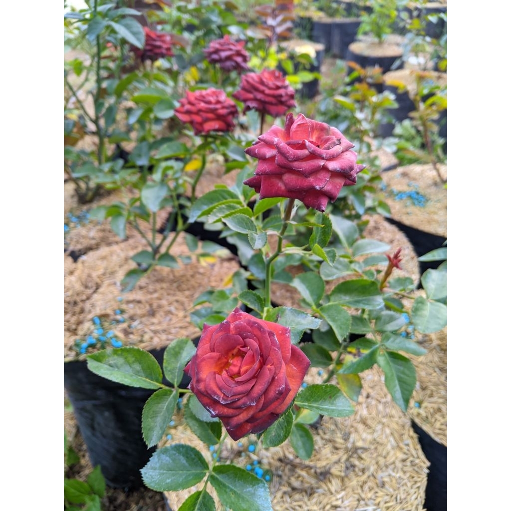 Tanaman hias bunga mawar import - Red Chocolatos