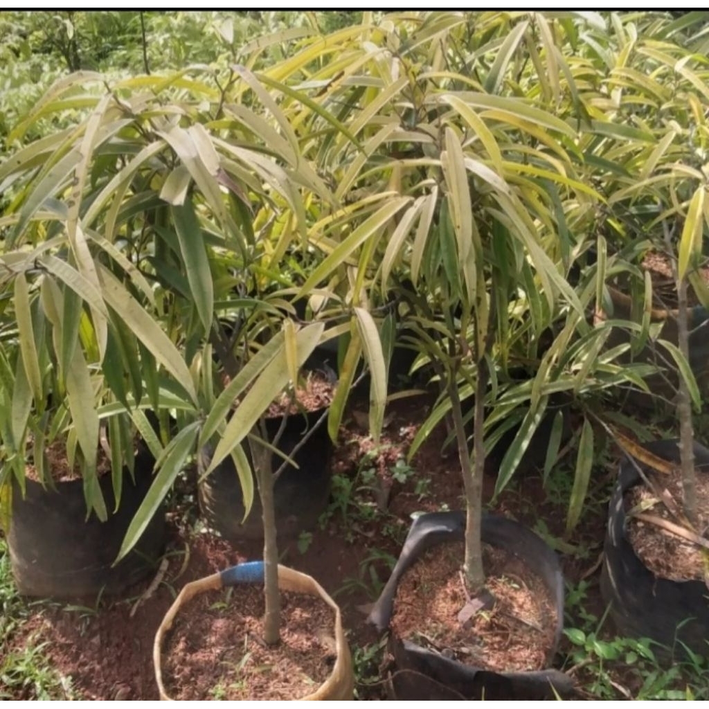 tanaman.hias beringin keraton golden