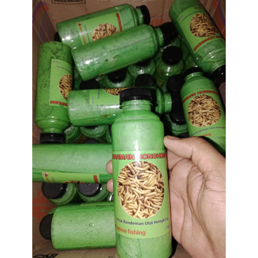 siraman ulat hongkong, jangkrik, ulat jerman, magot, jangkrik galatama lele