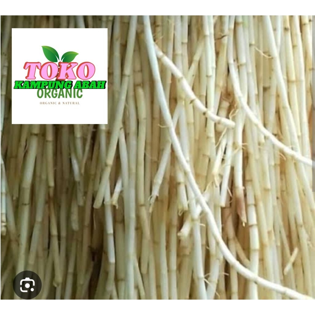 

akar Alang Alang fresh 25 gram