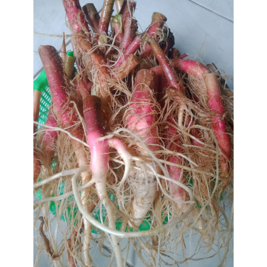 

akar bayam duri/bayam duri merah/300g/samsul.herbal