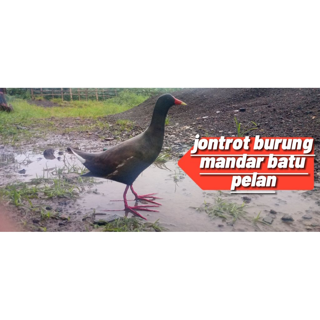 jontrot burung mandar batu/ pelan