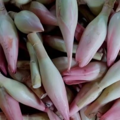 

kecombrang fresh /honje 1 kg