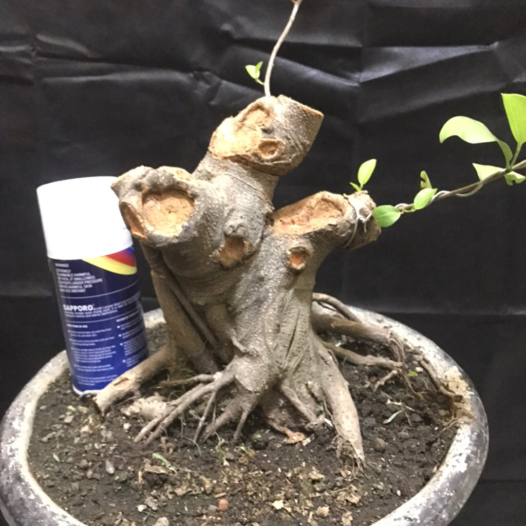 BAHAN BONSAI IPRIK BOGEL