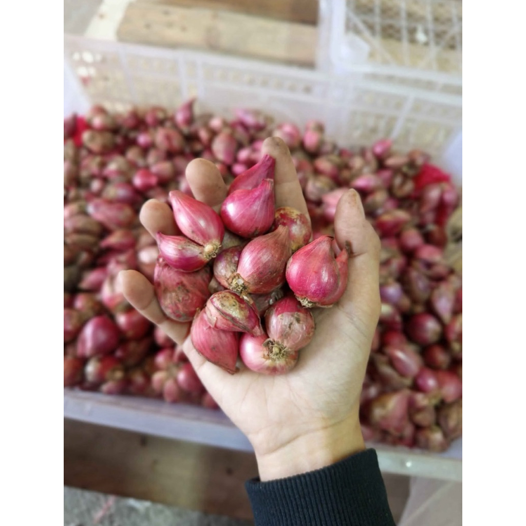 

Bawang merah super