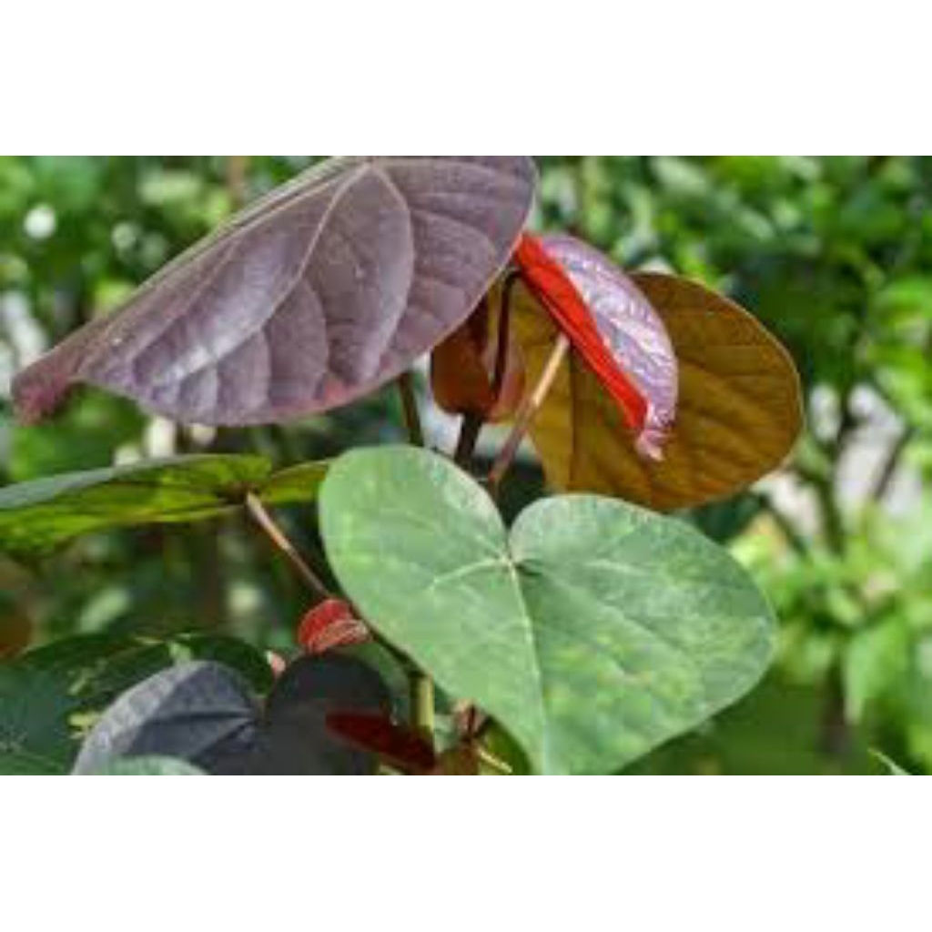 

daun waru merah segar pres 500grm