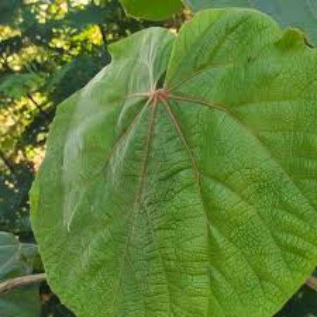 

daun tisuk segar 300grm