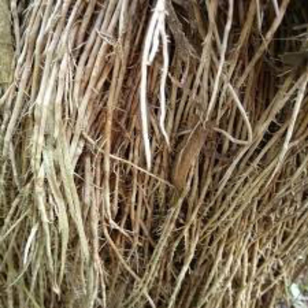 

akar bambu segar pres 300grm