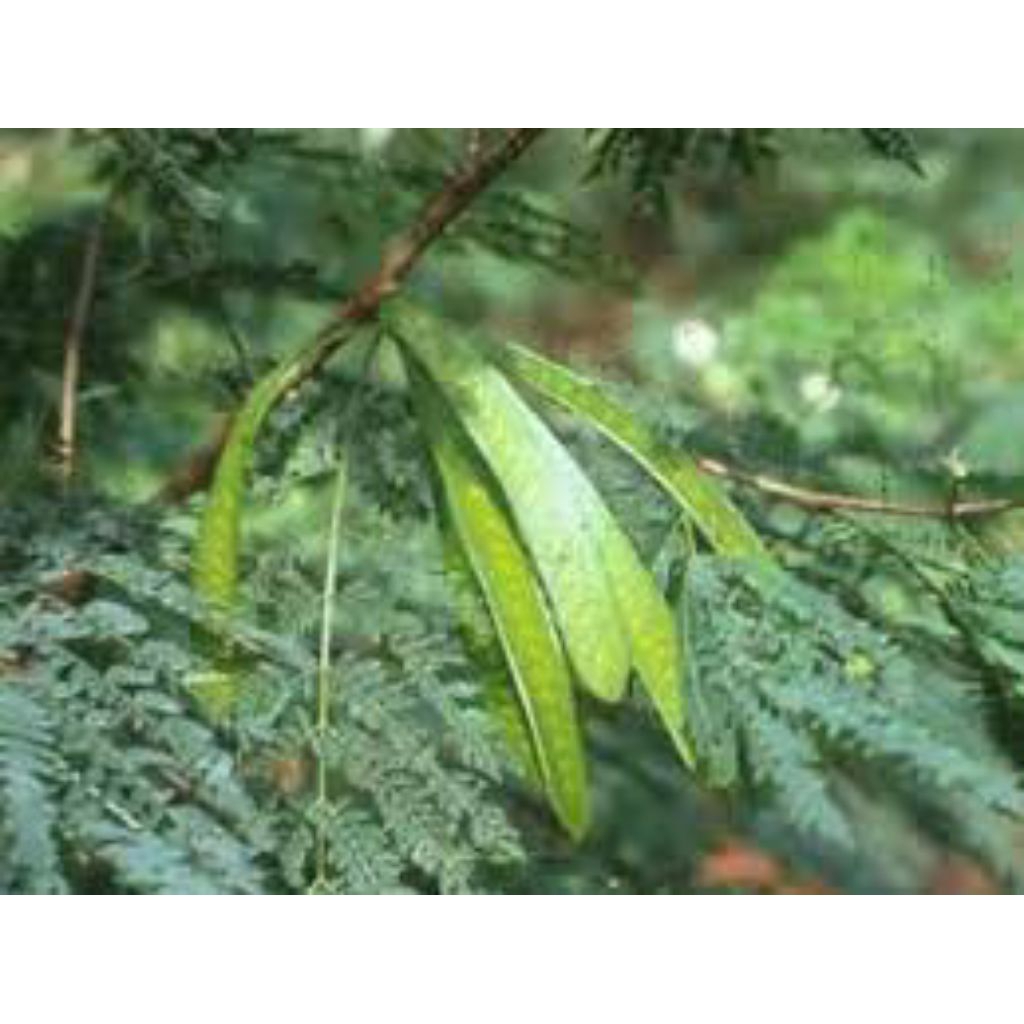 

daun Pete cina segar pres 500grm