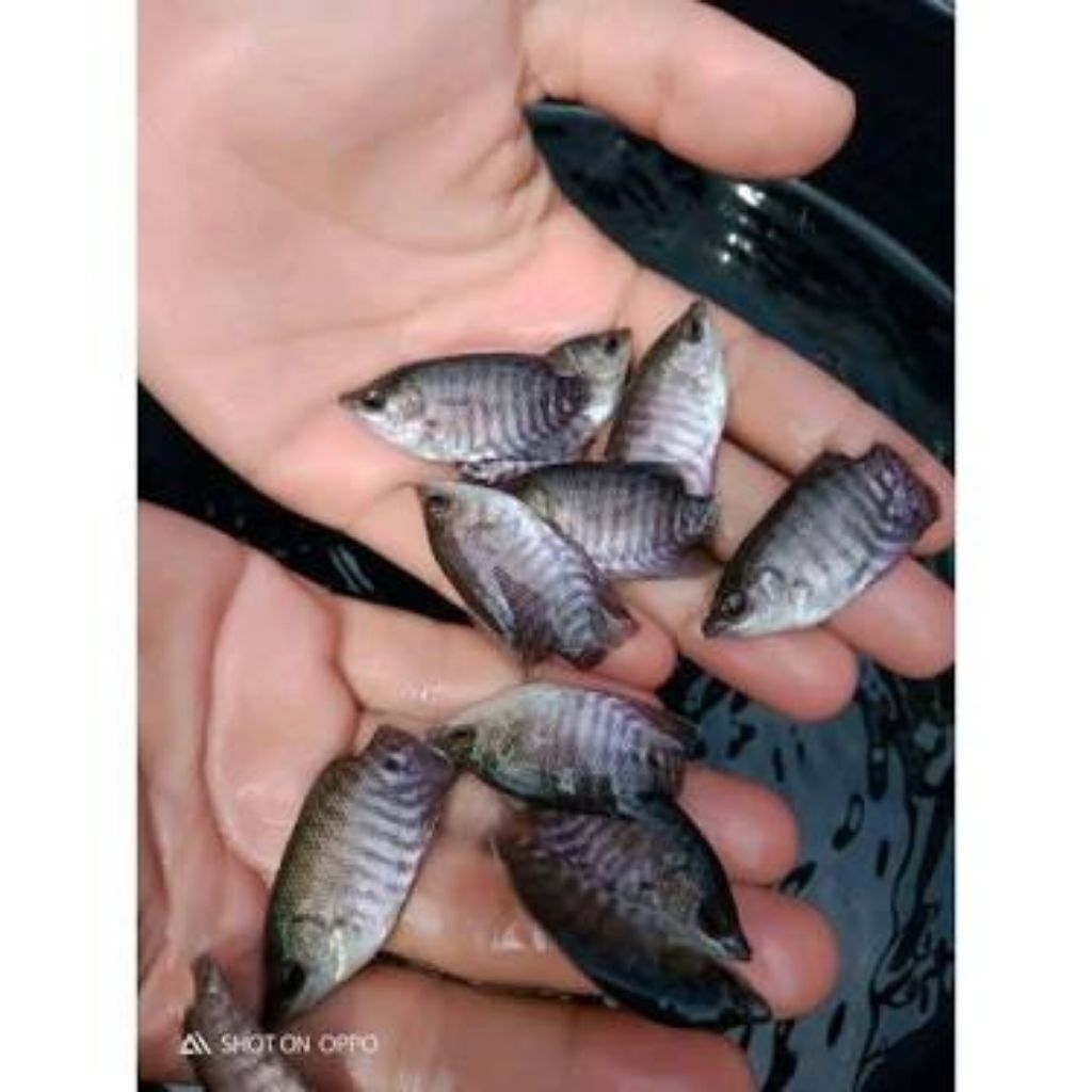 bibit gurame hitam grade A(khusus pengiriman instan cod) harga paketan.