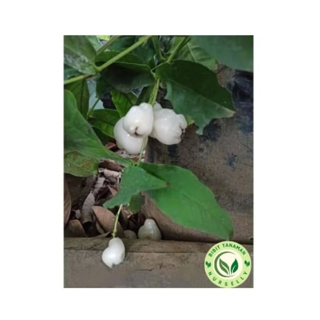 Bibit Pohon Jambu Air Kancing Putih / Jambu Air Dengan Warna Putih / Jambu Air Cocok Untuk Rujak / B