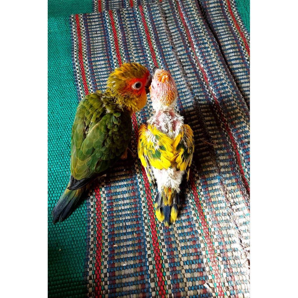 lolohan burung sc / baby sunconure