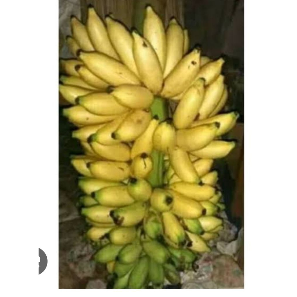 

PISANG PUTRI 1 TANDAN/MATANG/MENTAH ADA ISI BANYAK