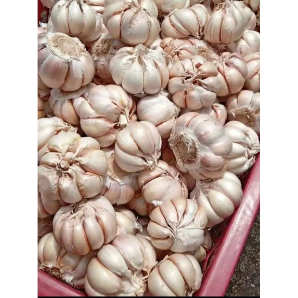 

bawang putih kating harga ekonomis