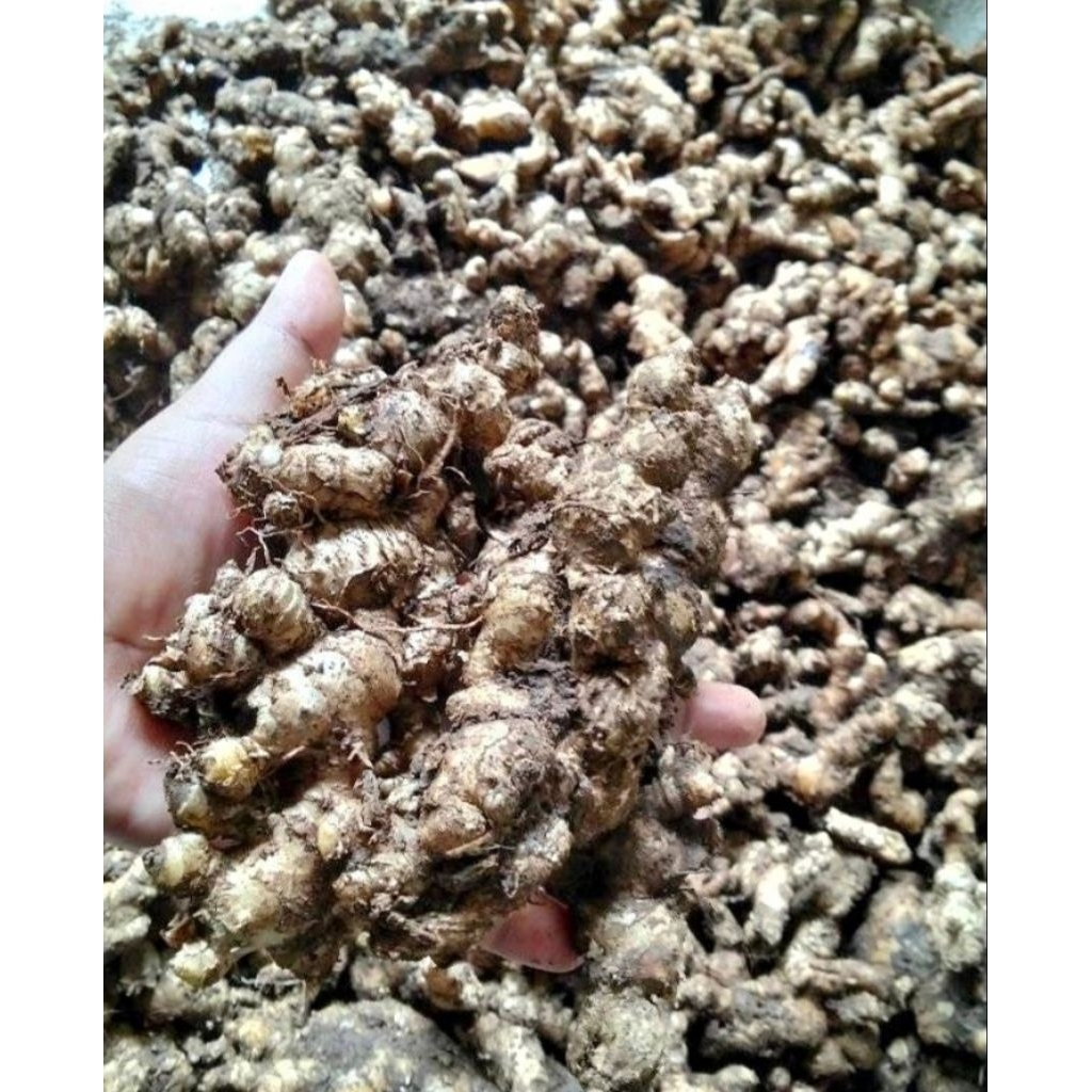 

Jahe Emprit Rempah Rempah Herbal dari Lereng Gunung Muria 250 gr