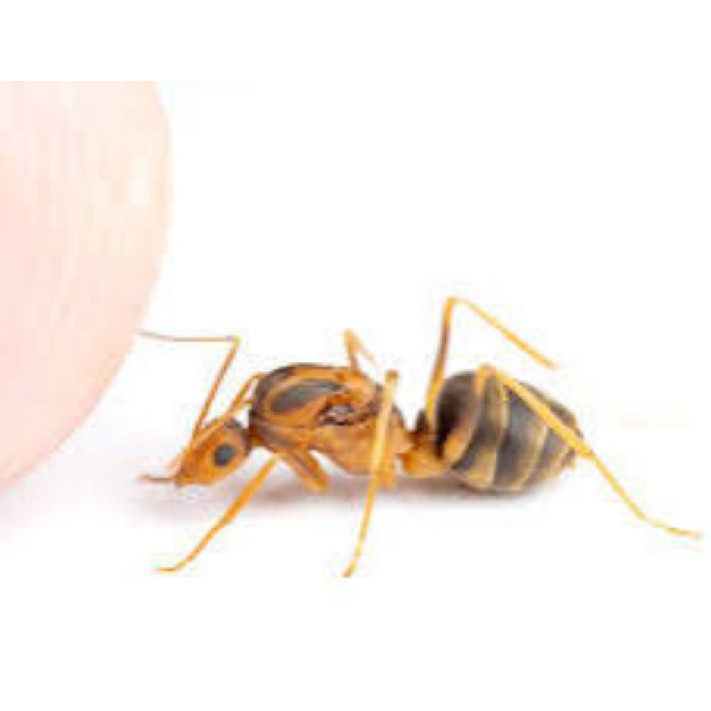 ratu semut kuning gila