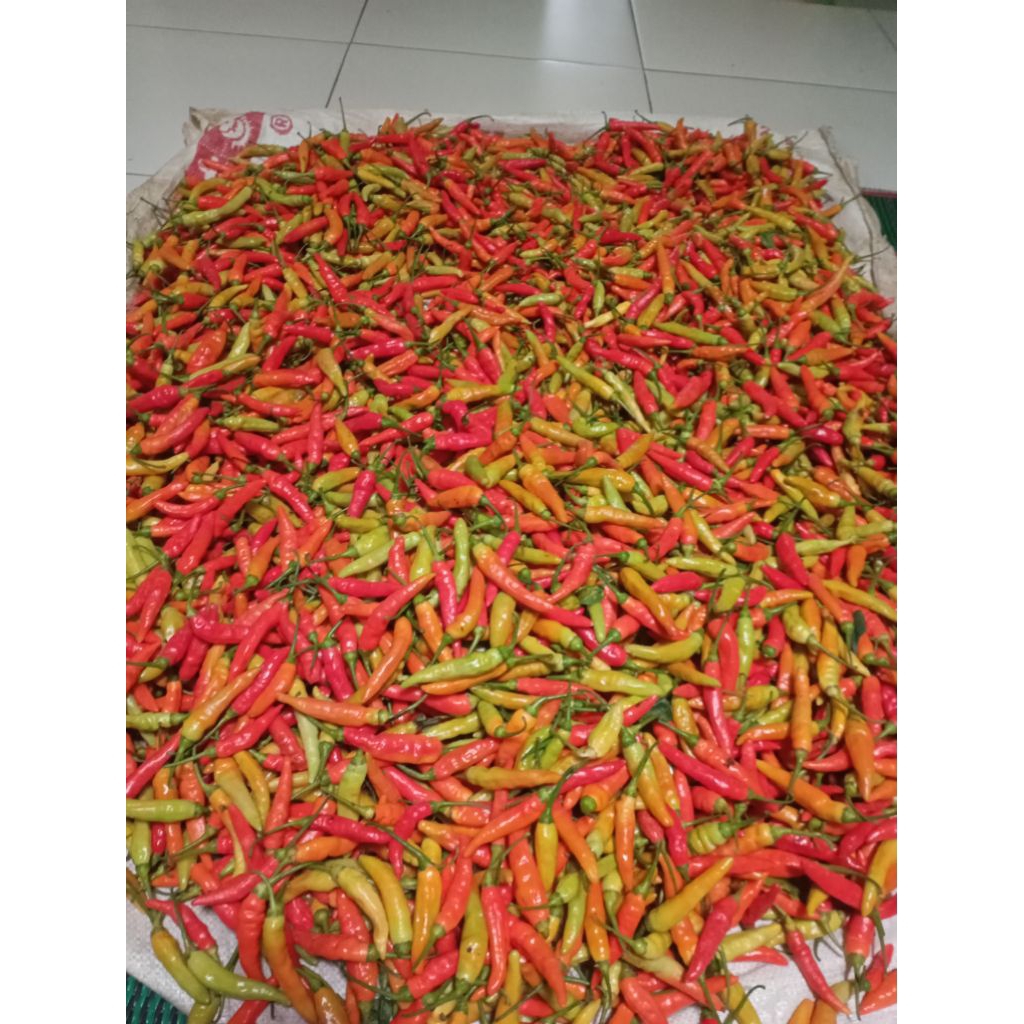 

Cabai Rawit Merah Asli Wonosobo