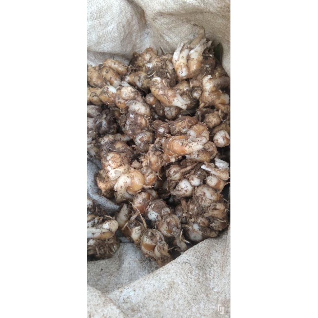 

KENCUR / CIKUR SEGAR 1KG UNTUK SEBLAK