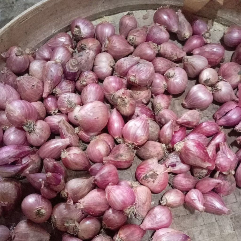 

Bawang Merah Lokal Nganjuk Sedang kualitas premium