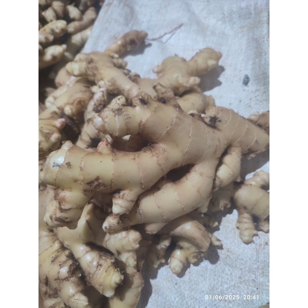 

jahe gajah murah sudah cuci 500grm bumbu masak