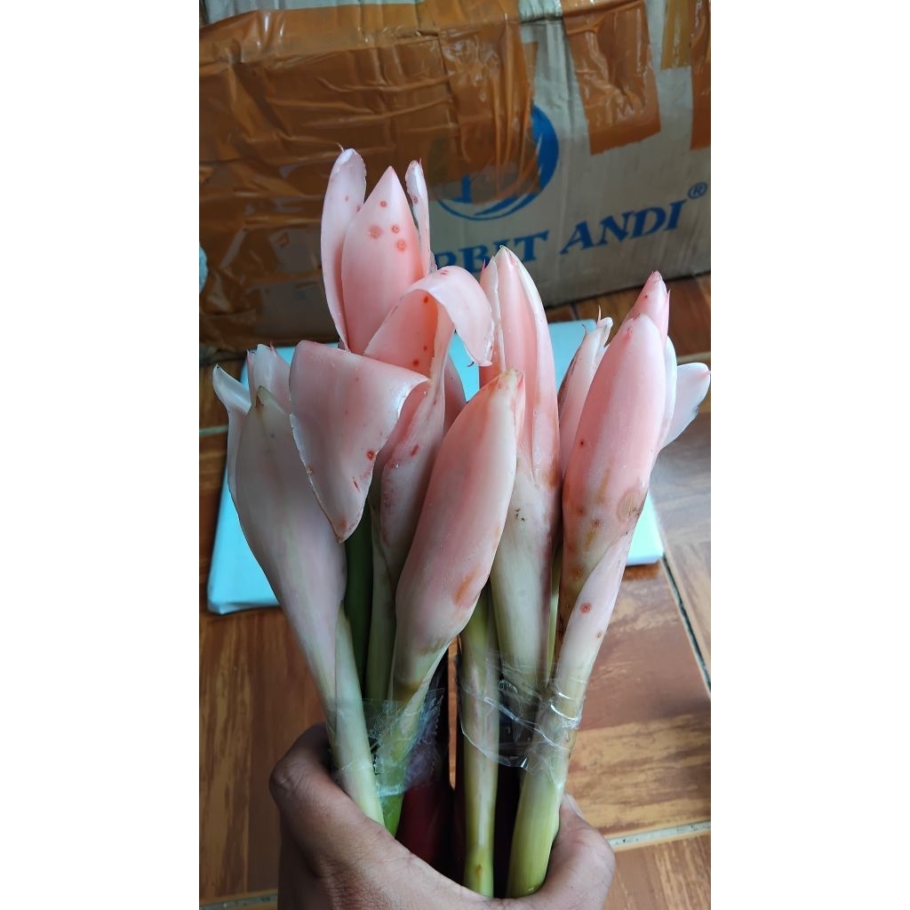 

Kecombrang atau Bunga Rias Bonus Batang Muda