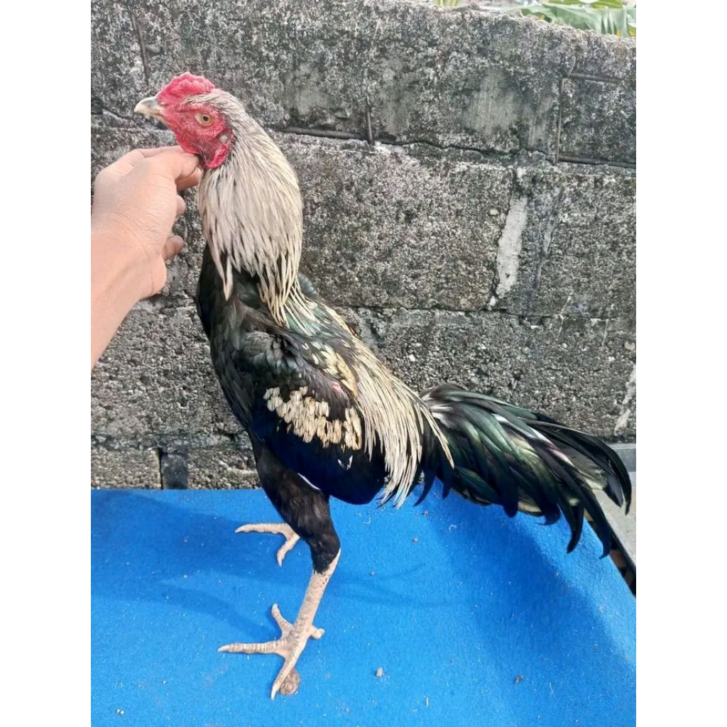 Anakan Ayam Bangkok silangan Usia 1 Bulan – Bibit Juara, Siap Besar Jadi Jawara