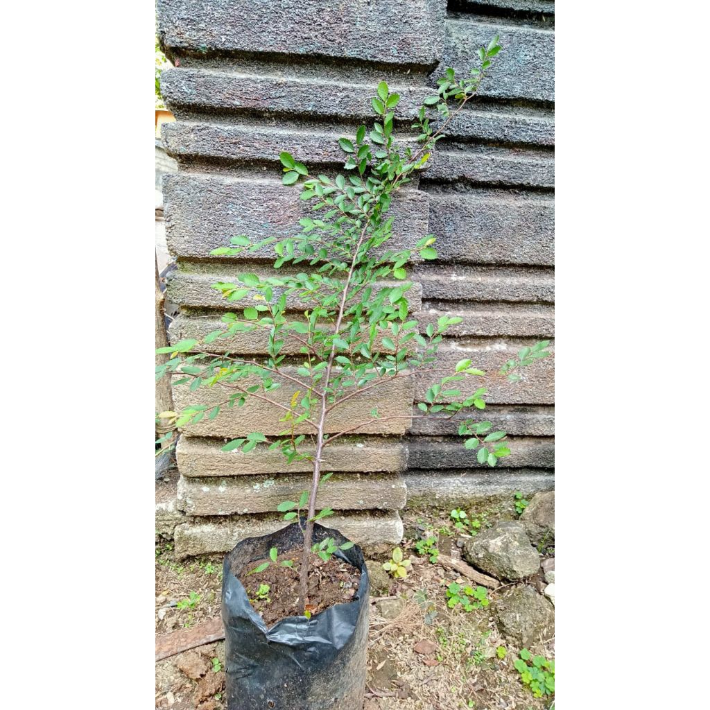 Bahan bonsai ulmus micro