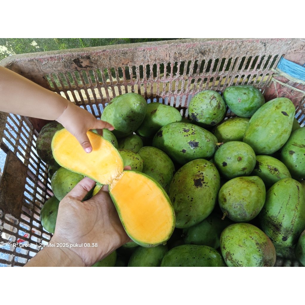 

manggatuakemampo
