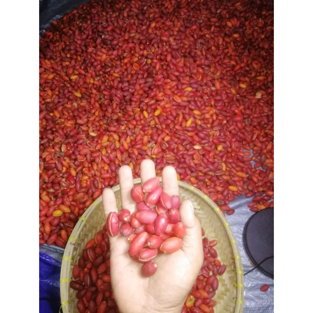 

kulit melinjo /kulit takil