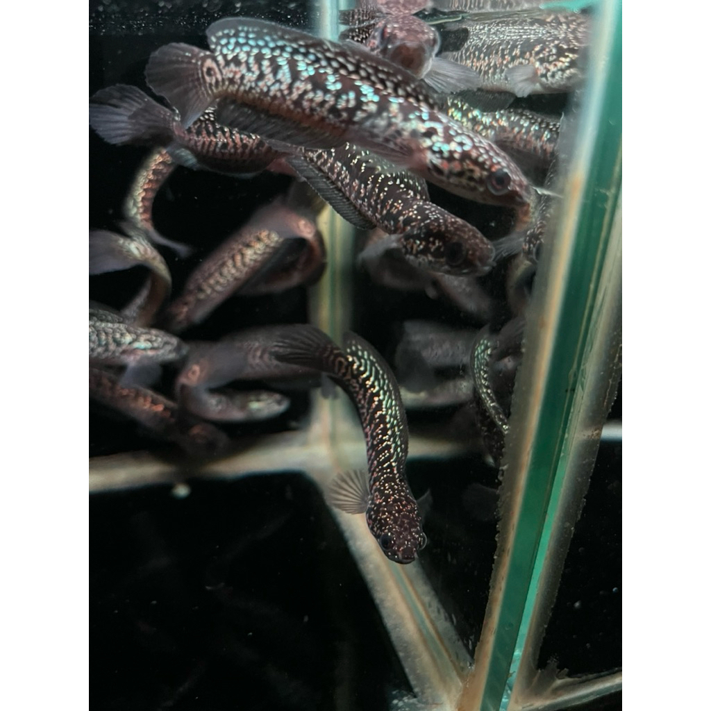 Sa1 Asiatica Rsp kalimaya Full Grade A 8,5-10cm