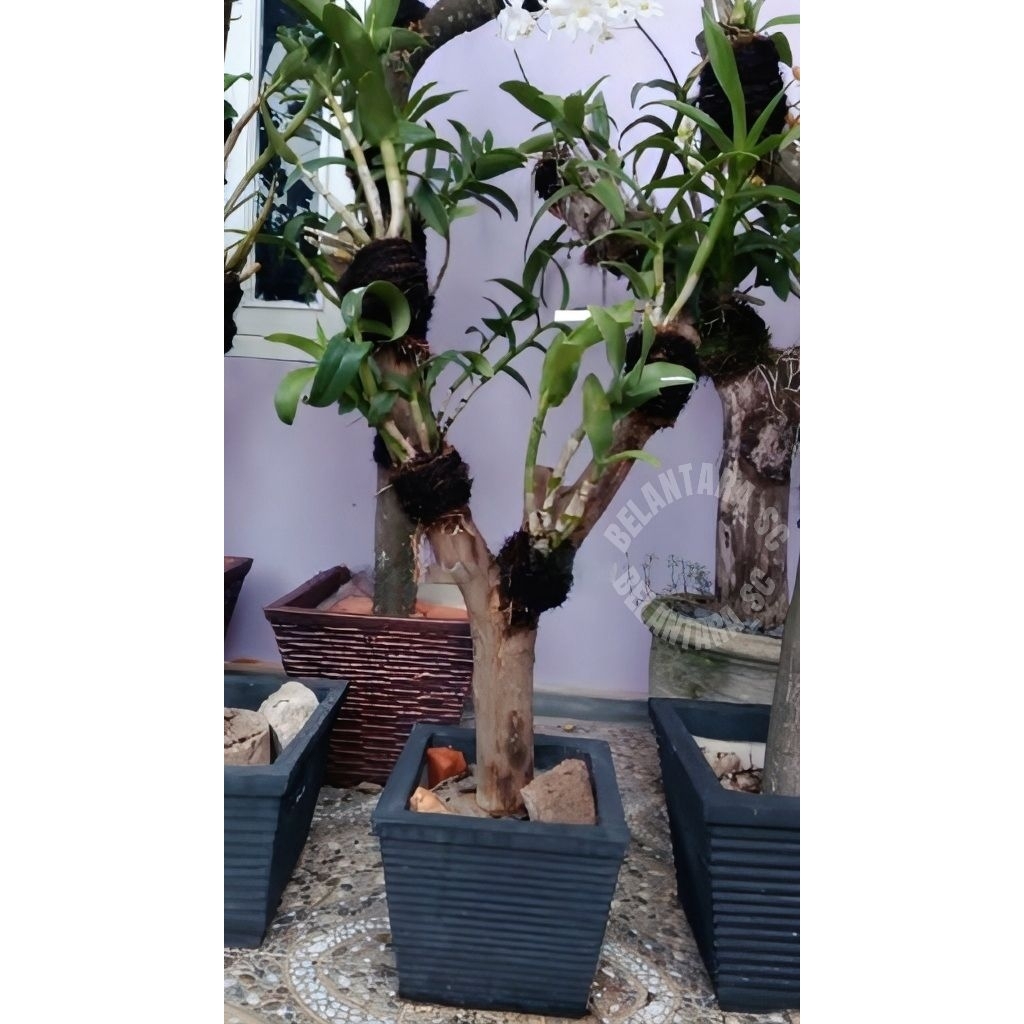 Media Tempal Anggrek Dari Kayu Kopi+alas bawah kayu mahoni