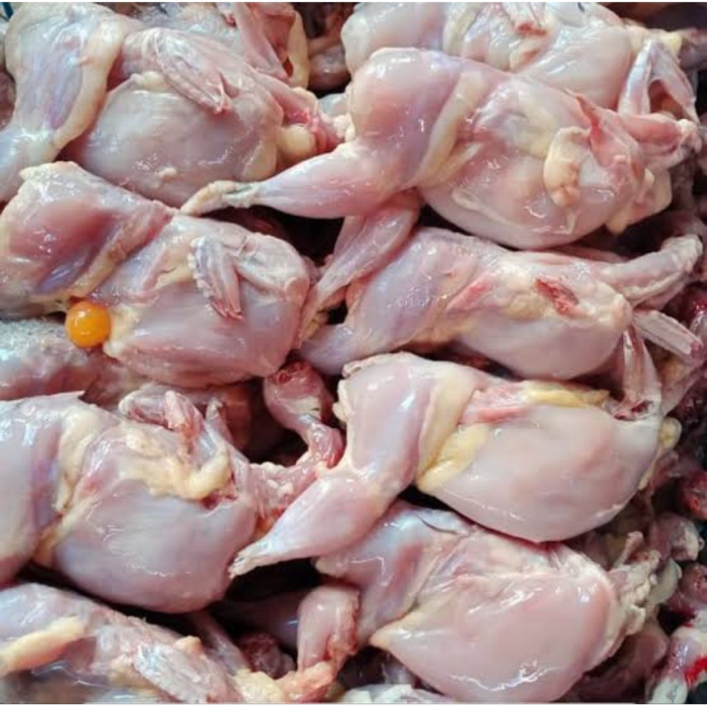 

Burung puyuh segar/ burung puyuh fresh/ burung puyuh pasar flamboyan 1 ekor