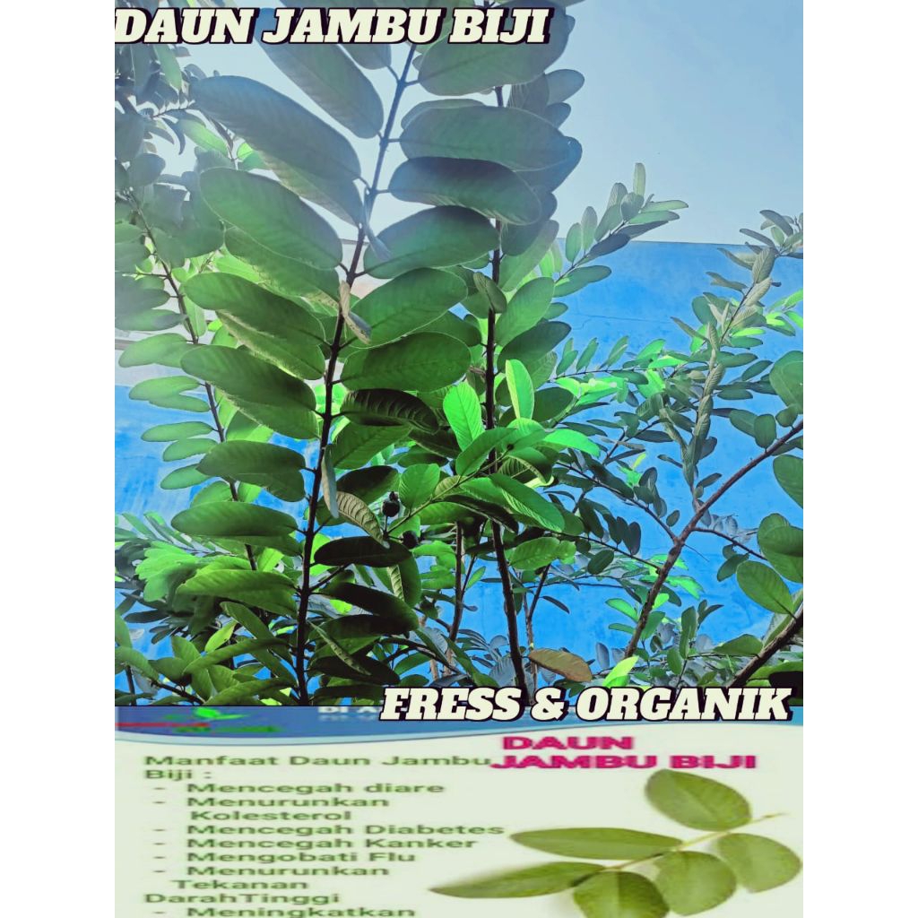 

[PROMO] DAUN JAMBU BIJI FRESS 50 LEMBAR LANGSUNG DIPETIK JIKA ADA YANG PESAN JAMU ORGANIK HERBAL.
