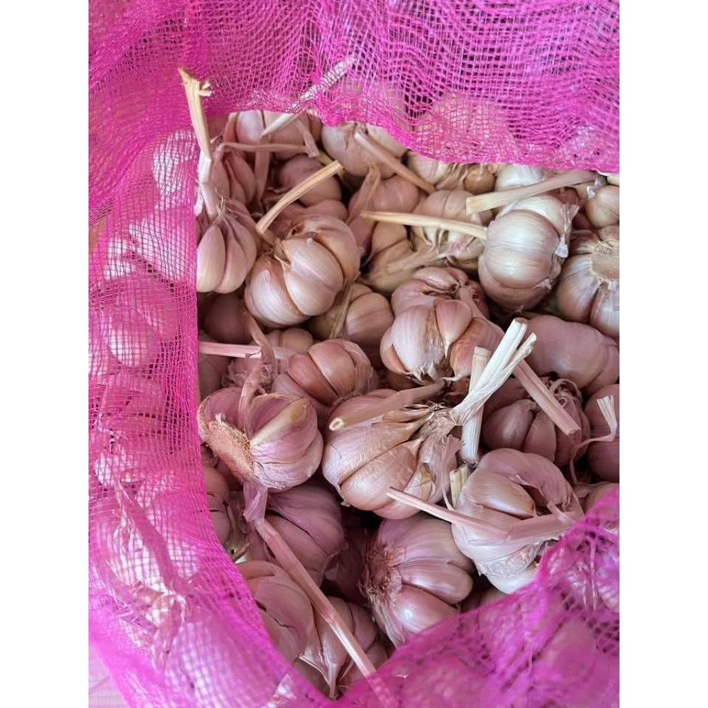 

Bawang Putih Asli Probolinggo