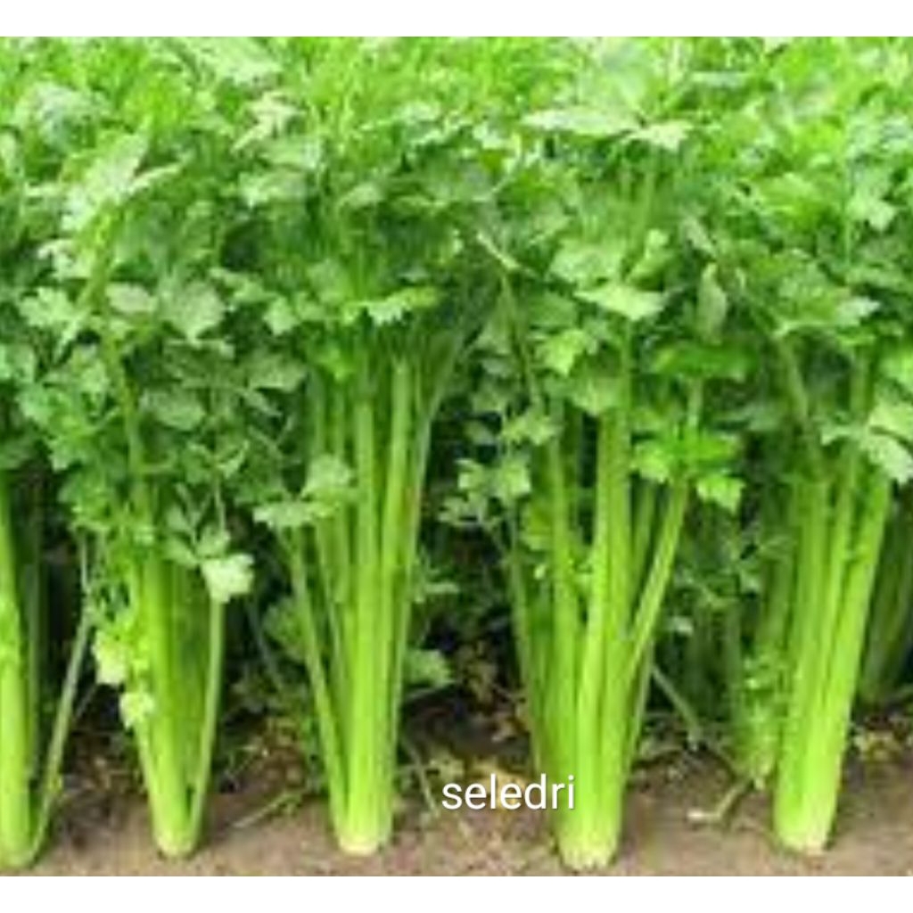 BIBIT BENIH SELEDRI