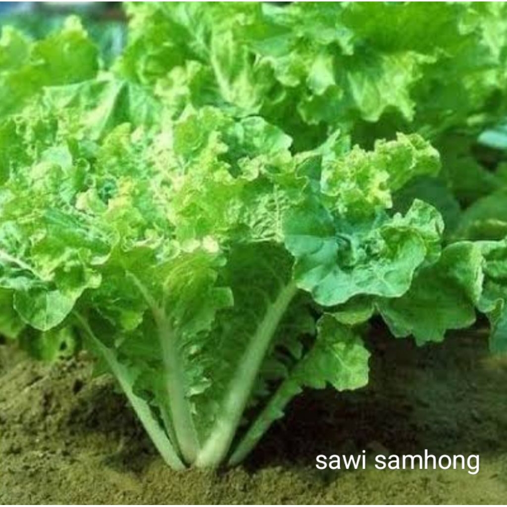 BIBIT BENIH SAWI SAMHONG