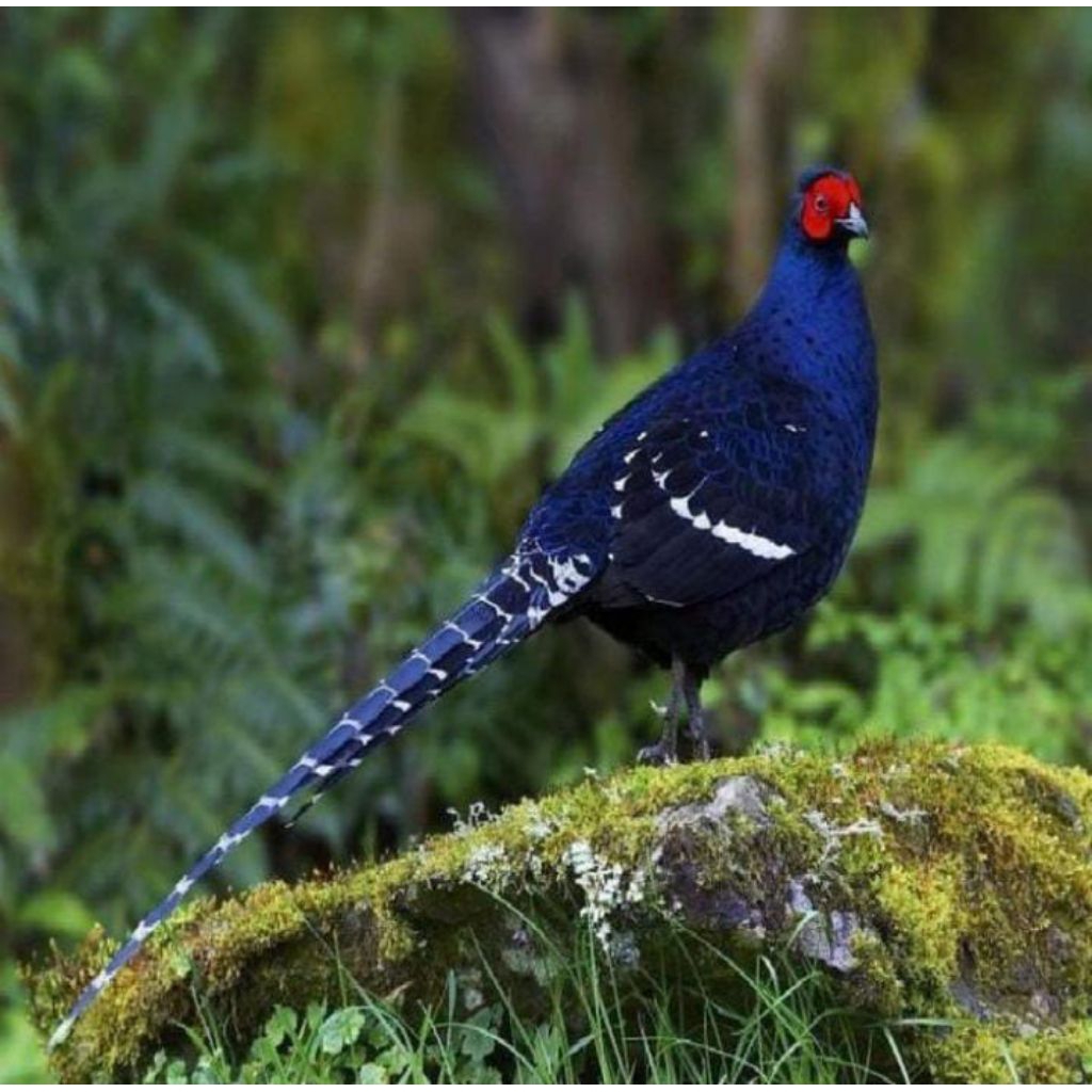 

Telur ayam hias mikado pheasant