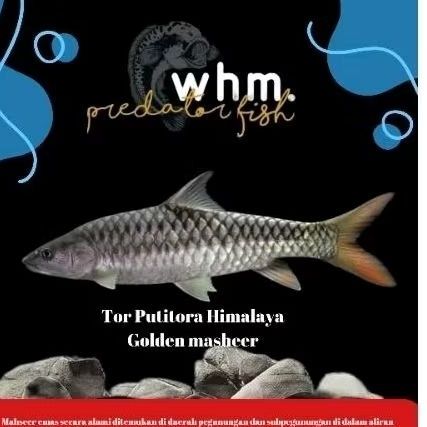 Tor putittora Golden masheer Import 6-10 cm (Mainan Ikan)