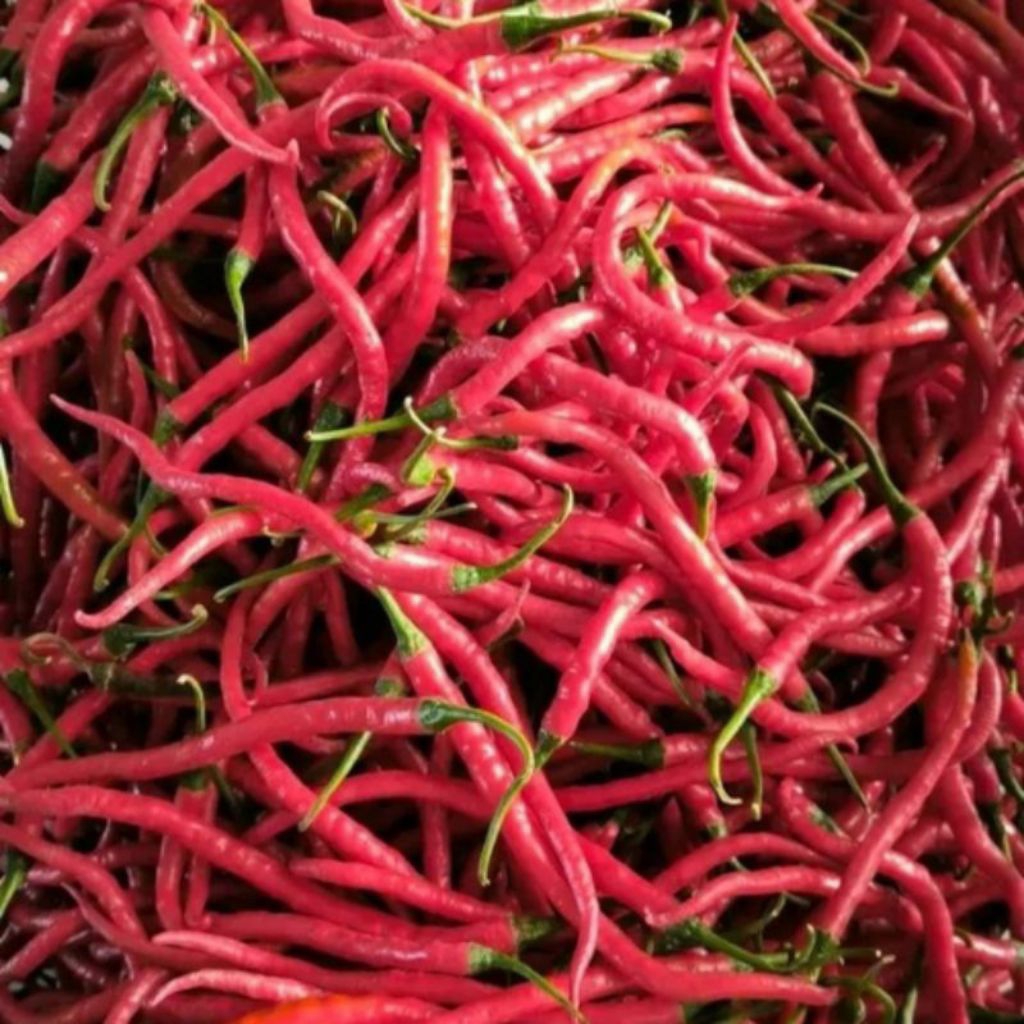 

Cabe Merah Keriting Cabai Kriting Lombok Segar Fresh Kiloan 1/4 kg 250gr - Aneka Bumbu Dapur
