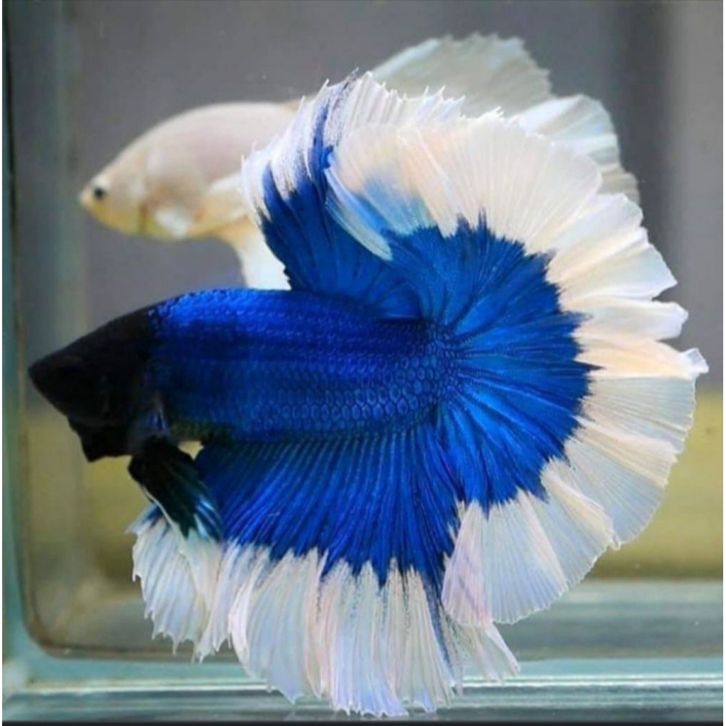 (GARANSI 100%) stiker ikan cupang halfmoon ekor lebar size m++/L