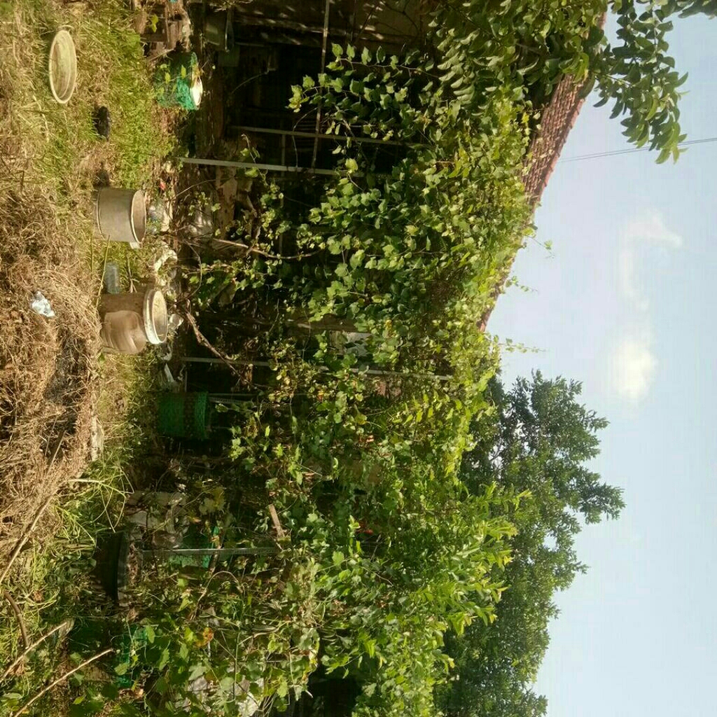 cutting anggur batang bawah ac 572