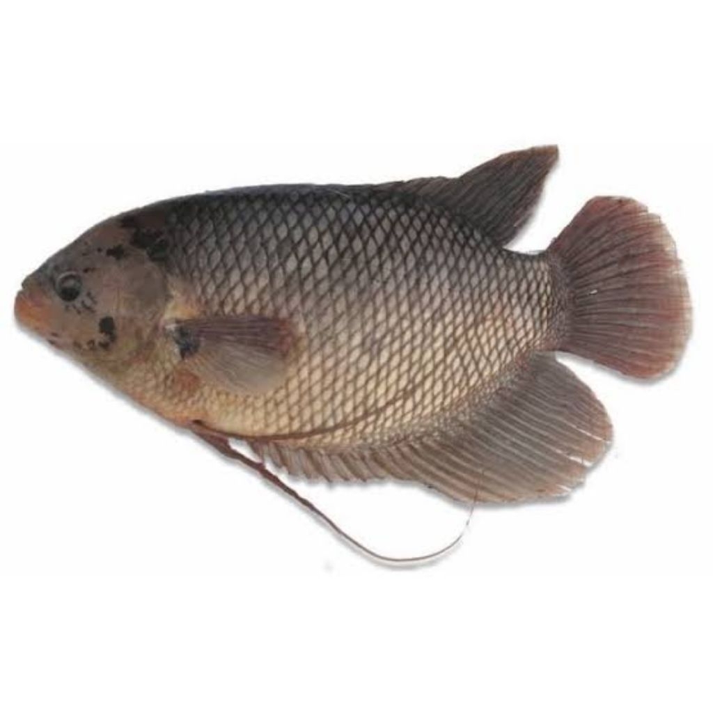 

ikan gurame mentah fresh 1 ekor 2 ekor ukuran besar